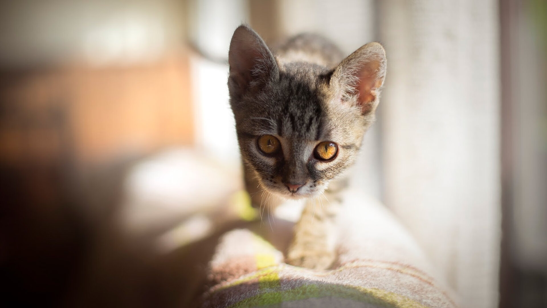 独行侠击溃森林狼，文班亚马如何从独角兽蜕变为关键先生